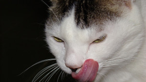 Парче от пицата за котката в чувал