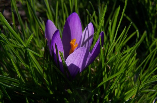 Градина „4 сезона” отличиха с наградата „Зелен дом”