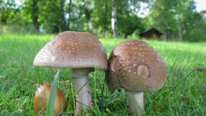 Жена почина от отровни гъби