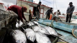 Екоорганизации срещу квотата за улов на риба тон
