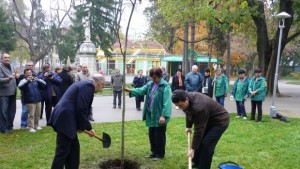 Гимнокладус засадиха в Градската в Плевен