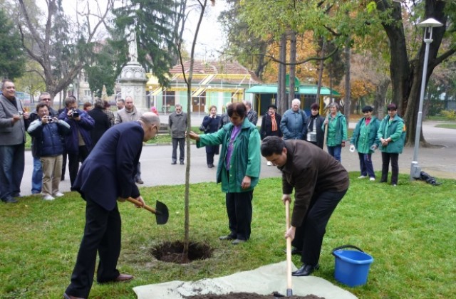 Гимнокладус засадиха в Градската в Плевен