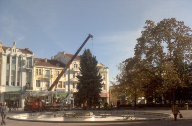 Възрастна жена подари коледната елха на Пловдив