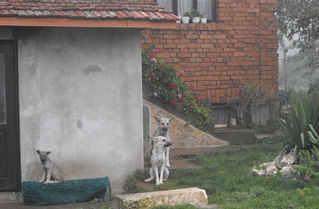 Четири лапи ще кастрира кучетата в селото, където четириноги убиха дете