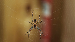 Паякът и мухите