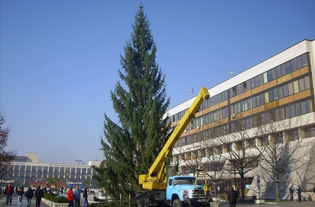 Монтират коледната елха в Благоевград, за първи път дарена от лесничейството