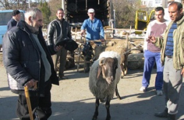 Кризата удари и пазара на байрамските кочове