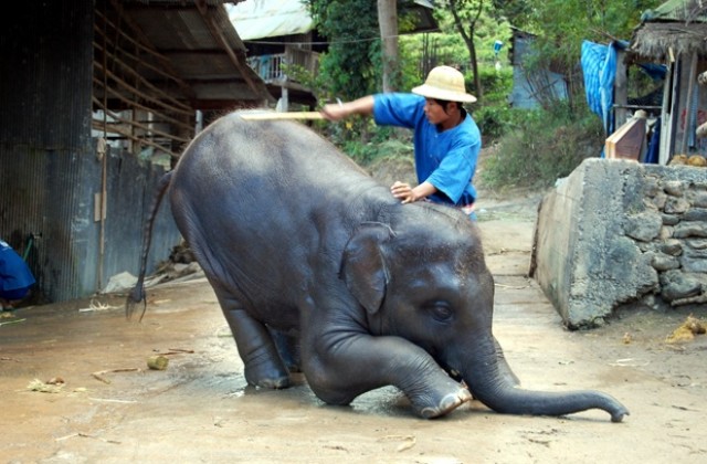 Във Виетнам са останали само 80 слона