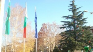 Коледно украсяват 11 елхи в центъра на Димитровград