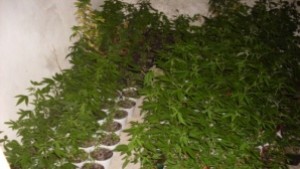 Две нарколаборатории разкриха служители на полицията