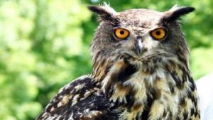 Конфискуваха препариран бухал без документи за произход