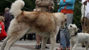 Без кучета в училищните дворове