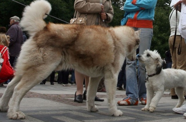 Без кучета в училищните дворове