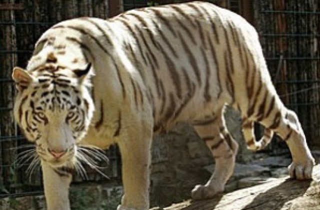 Бял тигър нахапва разсеяна гледачка в зоопарк в Германия