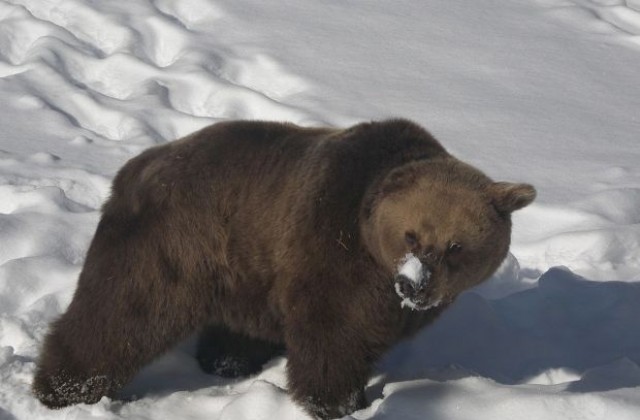 26 мечки в парк Белица посрещат празниците в зимен сън, само Лейди М  будува