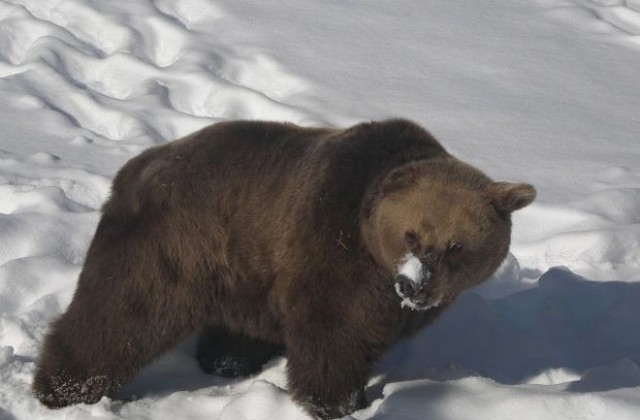 26 мечки в парк Белица посрещат празниците в зимен сън