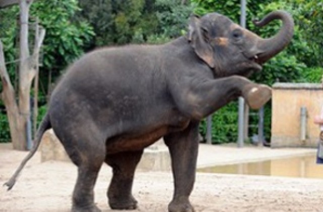 Тайландски слон предлага лековити масажи