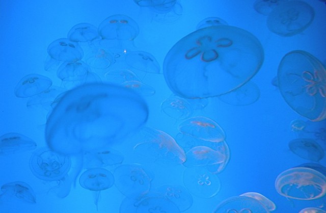 Отровна медуза ужили победител в конкурс за най-желана работа