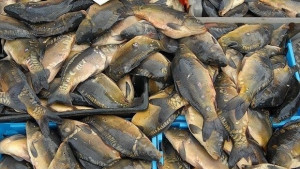 Влагат 400 000 лева в Рибната борса