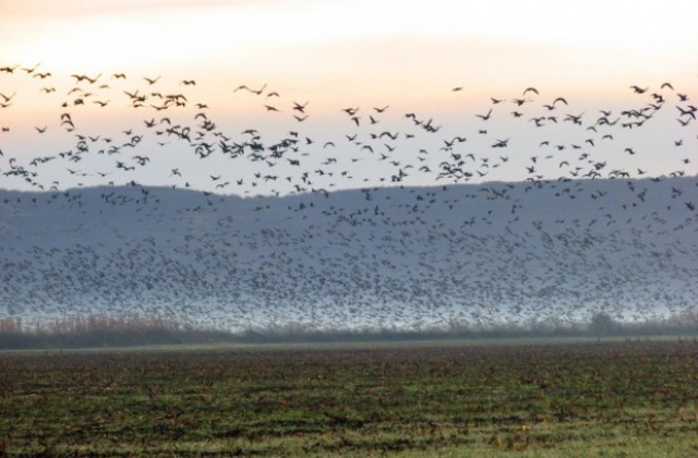 Дунавското пълноводие прогонило водолюбивите птици, зимуващи обичайно между Силистра и Русе