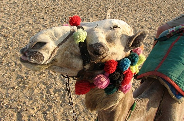 Коя е най-красивата камила?