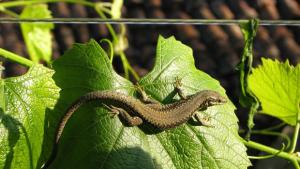 Ловът на гущери процъфтяващ бизнес