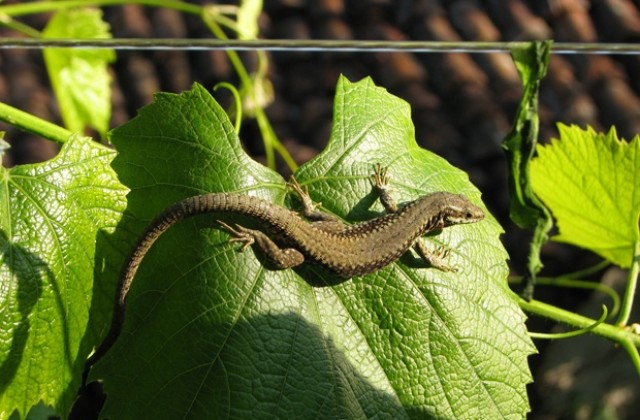 Ловът на гущери - процъфтяващ бизнес