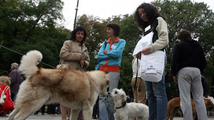 Започват проверки за регистрация на домашните кучета