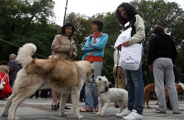Започват проверки за регистрация на домашните кучета