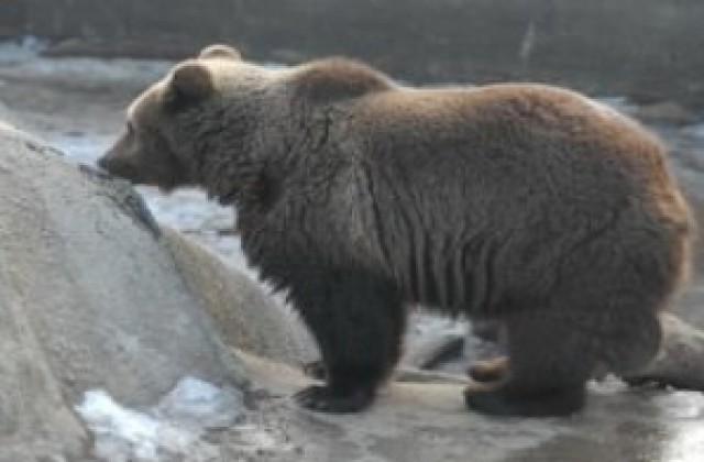 Затвориха варненския зоопарк заради студа