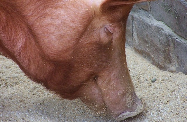 Британски учени взривяват прасета по поръчка на правителството