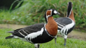 Дебнат бракониерите на червеногуша гъска