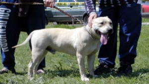 Ухапана от куче се страхува да излиза сама от дома