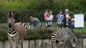 Търсят отговорност от охранителната фирма за инцидента в столичния зоопарк