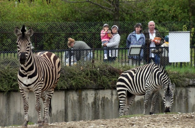 Търсят отговорност от охранителната фирма за инцидента в столичния зоопарк