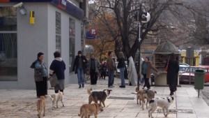 99 кучета са евтаназирани в Сливен за 6 месеца