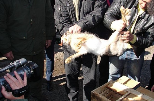 Внасяме зайци от Румъния