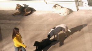 Кучета нахапаха младеж в центъра на София