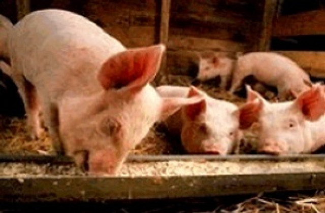 Великобритания тества военни експлозиви със свине