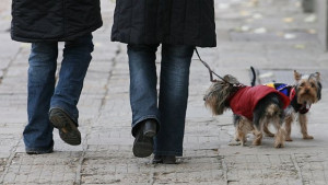 Кучешко настроение