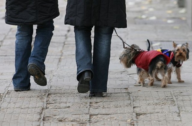 Кучешко настроение