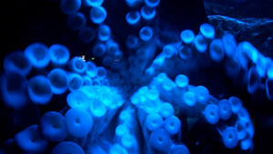 В мастилото на октопода