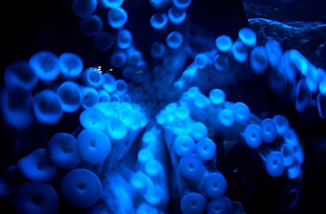 В мастилото на октопода