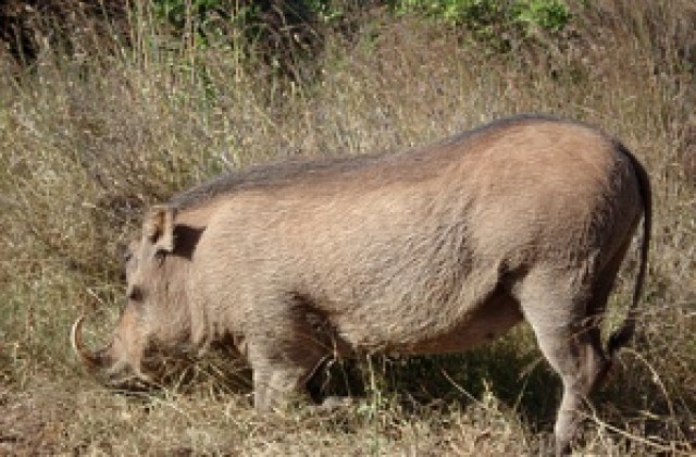 Удължиха карантината в Тутраканско заради чума по свинете