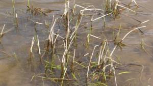 Елхово потъна под вода