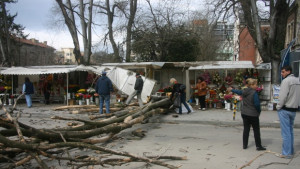 Премахват опасни дървета в училищни дворове
