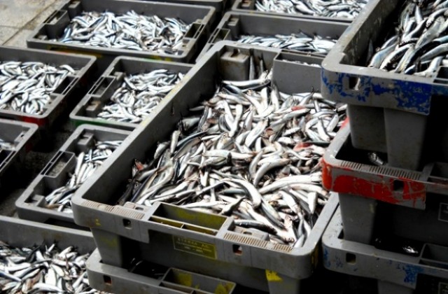 Имаме четири тона хамсия! Търсим рецепти!