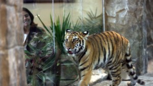 Тигър у дома само ако имате зоопарк