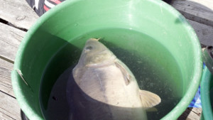 Спипаха бракониер на язовир Цонево