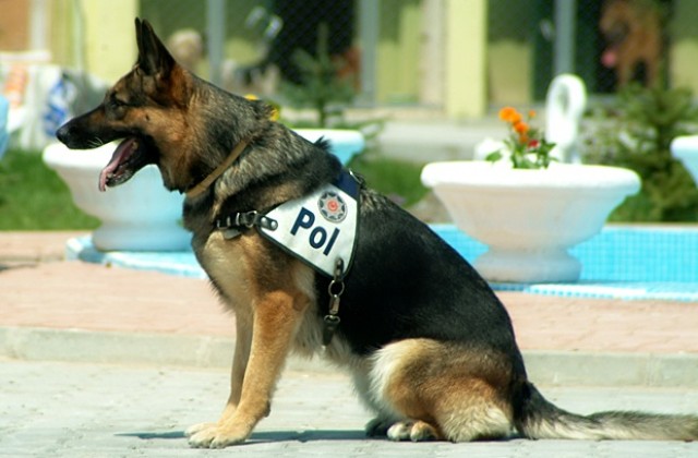 Окичиха с военен медал британско куче-търсач